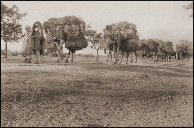 Camels Carrying Hay