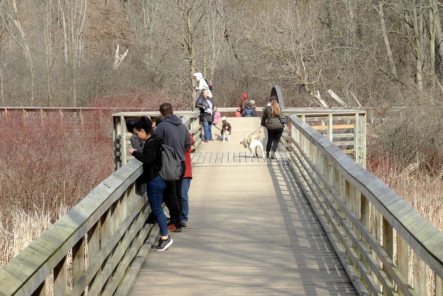 Busy Boardwalk in Hendrie Valley Marsh, Burlington