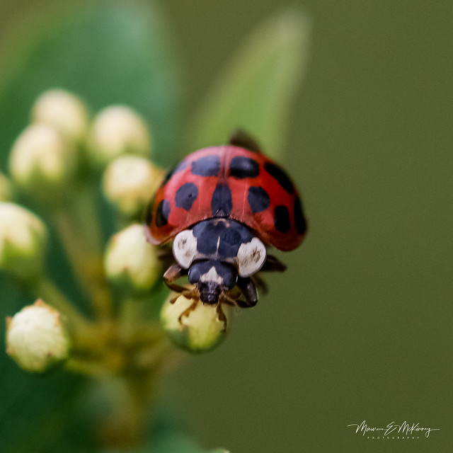 Lady Bug on a Reeves Meadowsweet