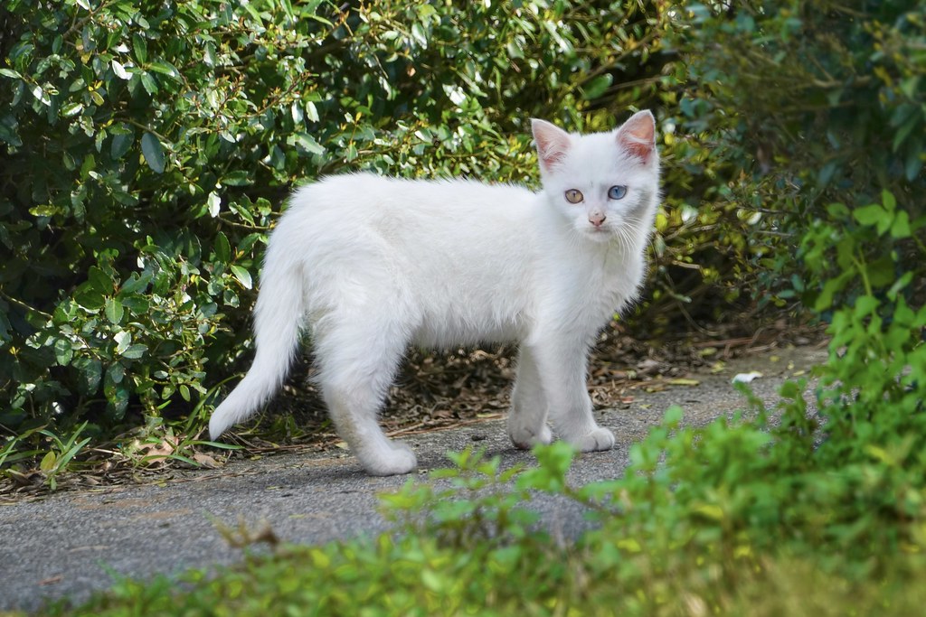 Neighbor’s Cat with Heterochromia