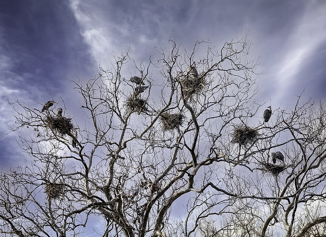 Blue Herons, Nesting tree, Lenexa, Ks