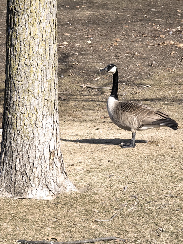 Canada Goose at City Park 