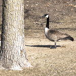 Canada Goose at City Park 