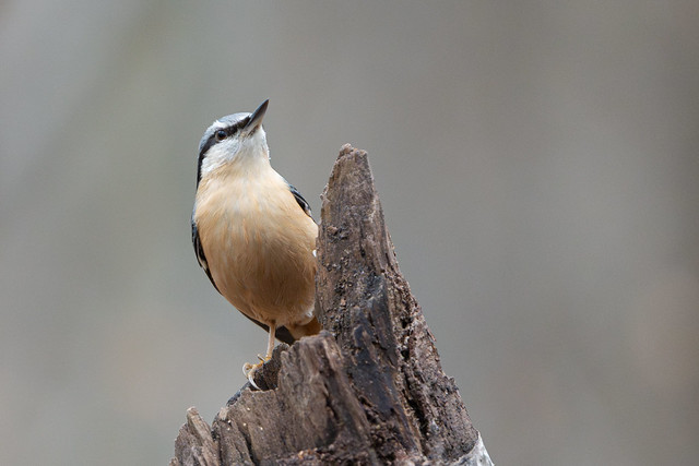 Nuthatch in the Woods.