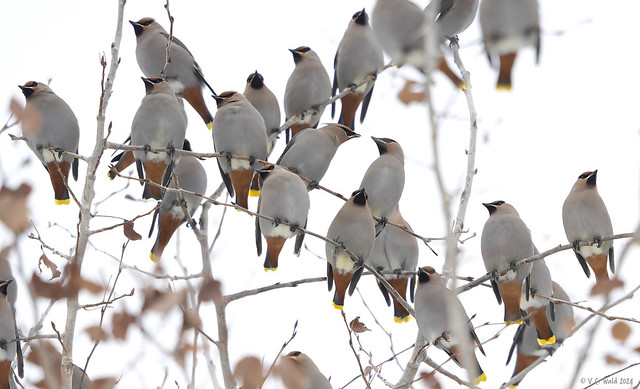 Invasion of the waxwings