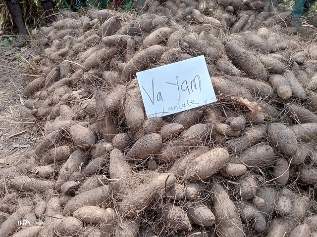 Va yam excellent yield in Lanlate