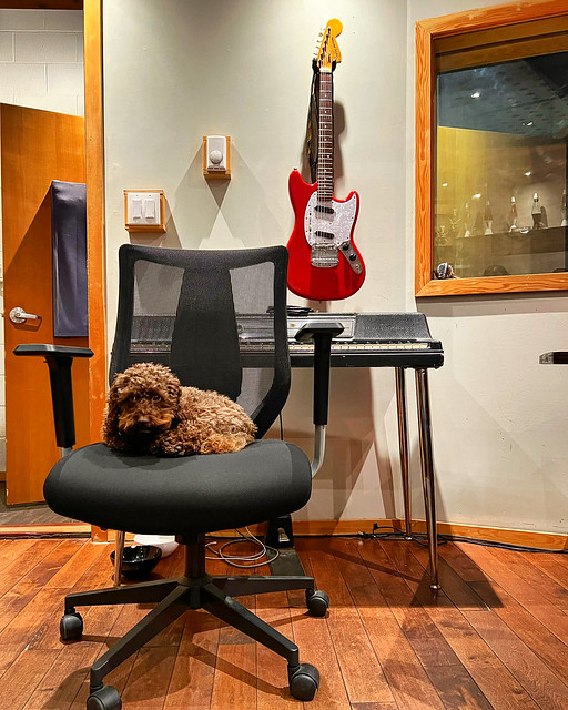 Dog & Guitar