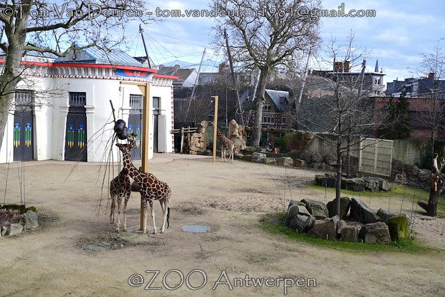 Giraf - Giraffa camelopardalis - Giraffe