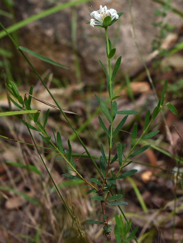Pimelea linifolia ssp linifolia, near Koombooloomba Dam, south of Ravenshoe, QLD, 20/12/23