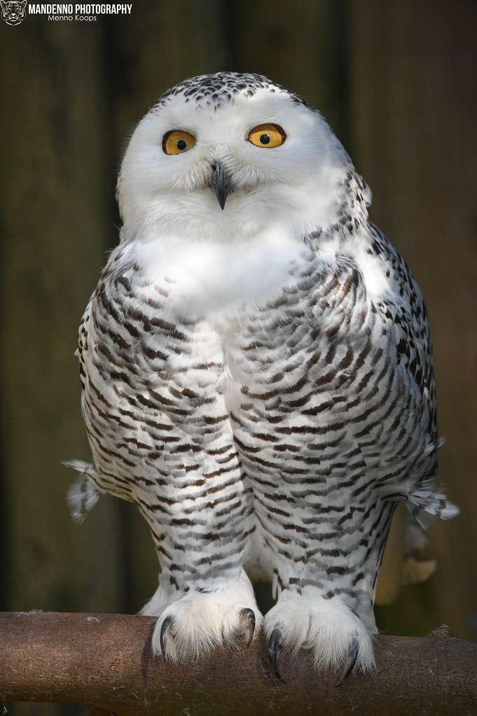 Snowy owl - Pairi Daiza