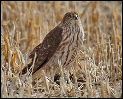 March 12, 2024 - Cooper's hawk hanging out. (Bill Hutchinson)