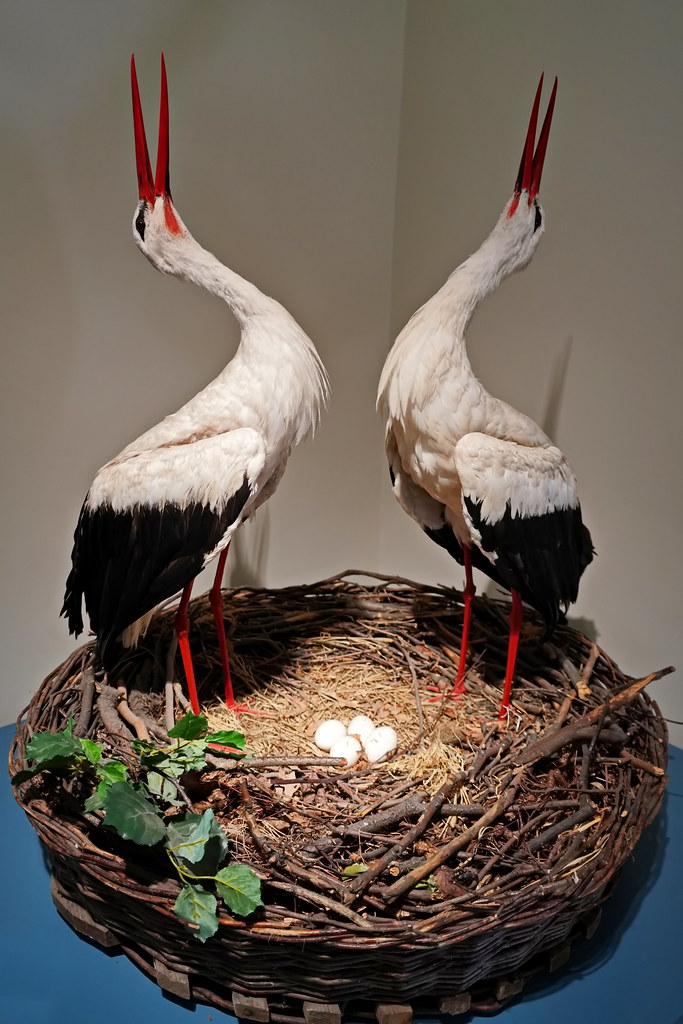 Störche - Stork