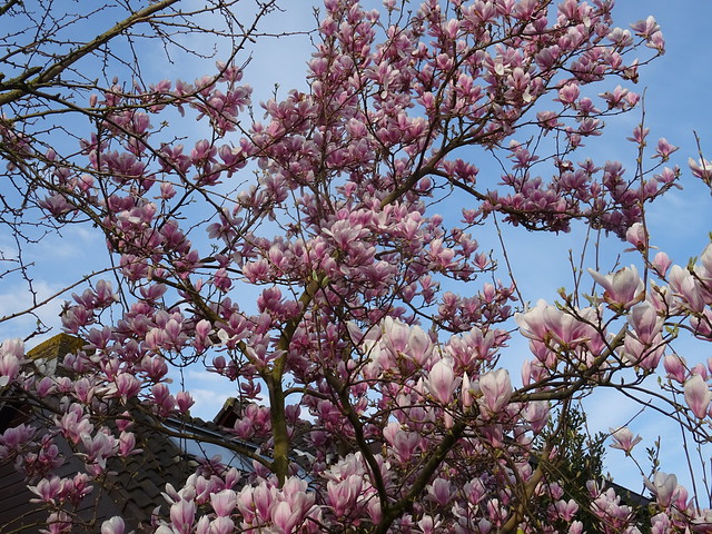 Een bloeiende en kleurrijke magolia boom. A blooming and colorful magnolia tree. Un magolia fleuri et coloré. Ein blühender und farbenfroher Magolienbaum.