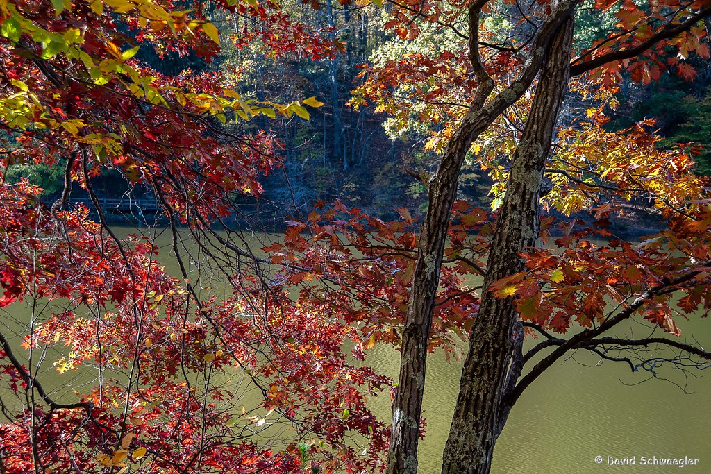 Red Oak on the Strahl Lake Shore