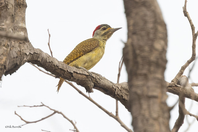 Fine-spotted Woodpecker Campethera p. punctuligera