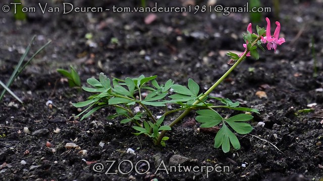 vingerhelmbloem - Corydalis solida - fumewort
