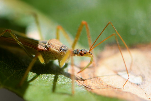 Leafhopper Assassin Bug on Coast Live Oak