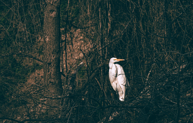 great egret in the brush
