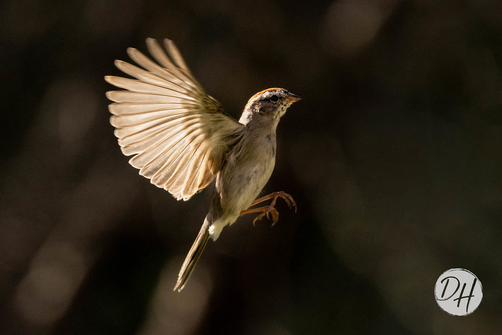 Chiping Sparrow Catching Late Afternoon Light
