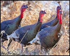 March 3, 2024 - Turkeys along the South Platte. (Bill Hutchinson)