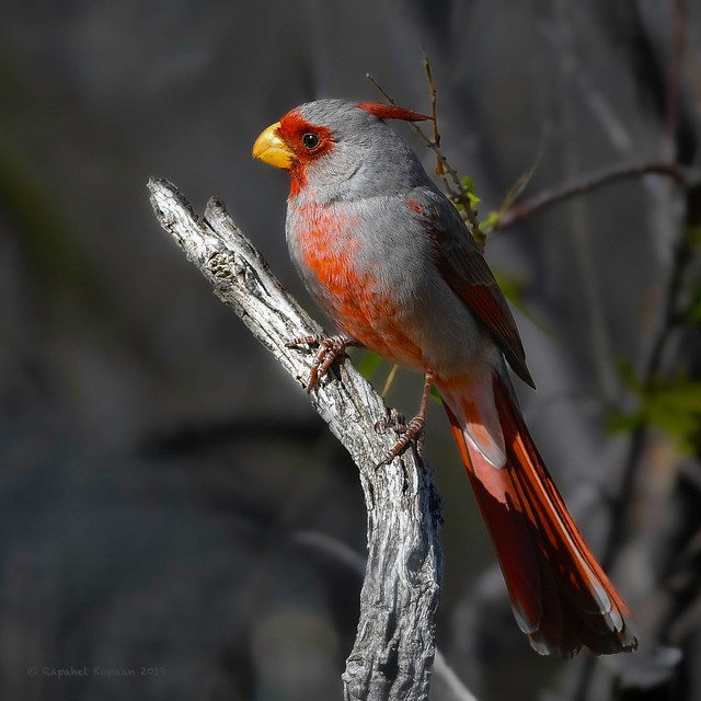 Pyrrhuloxia ( Desert Cardinal)