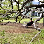 Reading in the arms of quiet Between the Menil Drawing Institute and the Cy Twombly Gallery, Houston TX