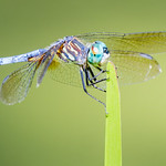 _GTL4843-CR3_DxO_DeepPRIMEXD Blue Dasher dragonfly (male) #odonatagallery #instagram