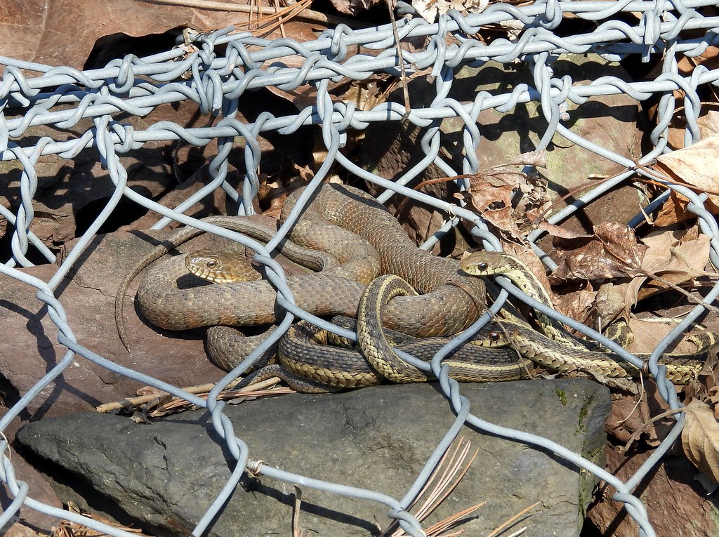 Eastern Garter Snakes with a Northern Water Snake, Bucks County, PA, USA, March 2024