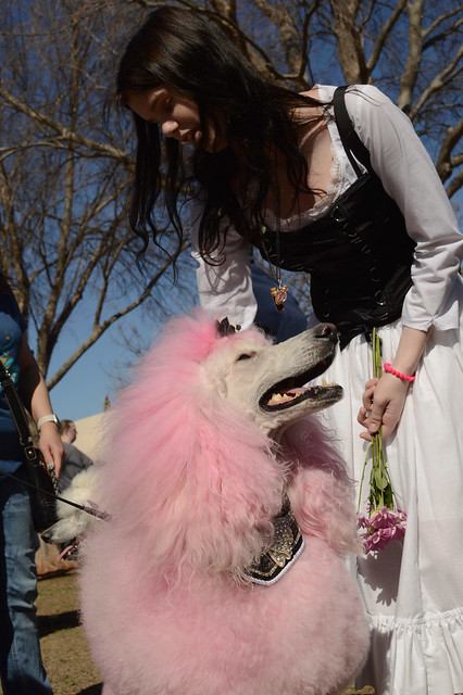 Petting a pink poodle