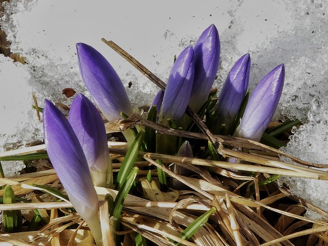 Flora in March - Blommor i Mars