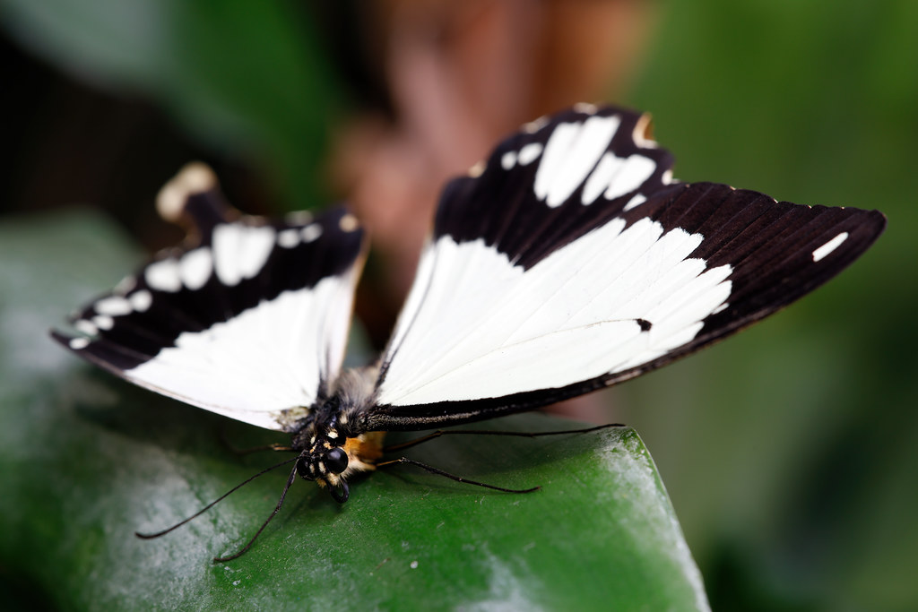 Still a Swallowtail, Pt. 2 - _TNY_5204