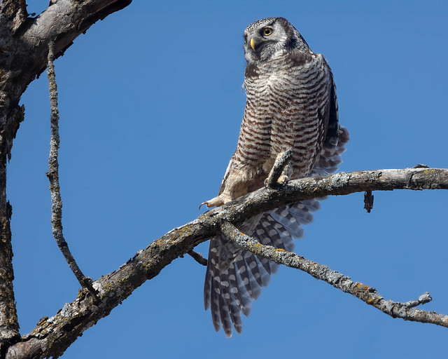 Northern Hawk Owl on branch