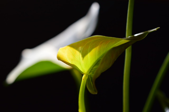 Young Anthurium Leaf