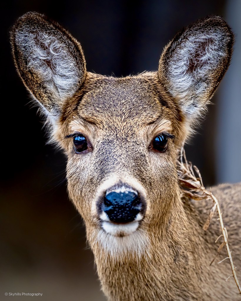 A portrait of a curious young whitetail deer.