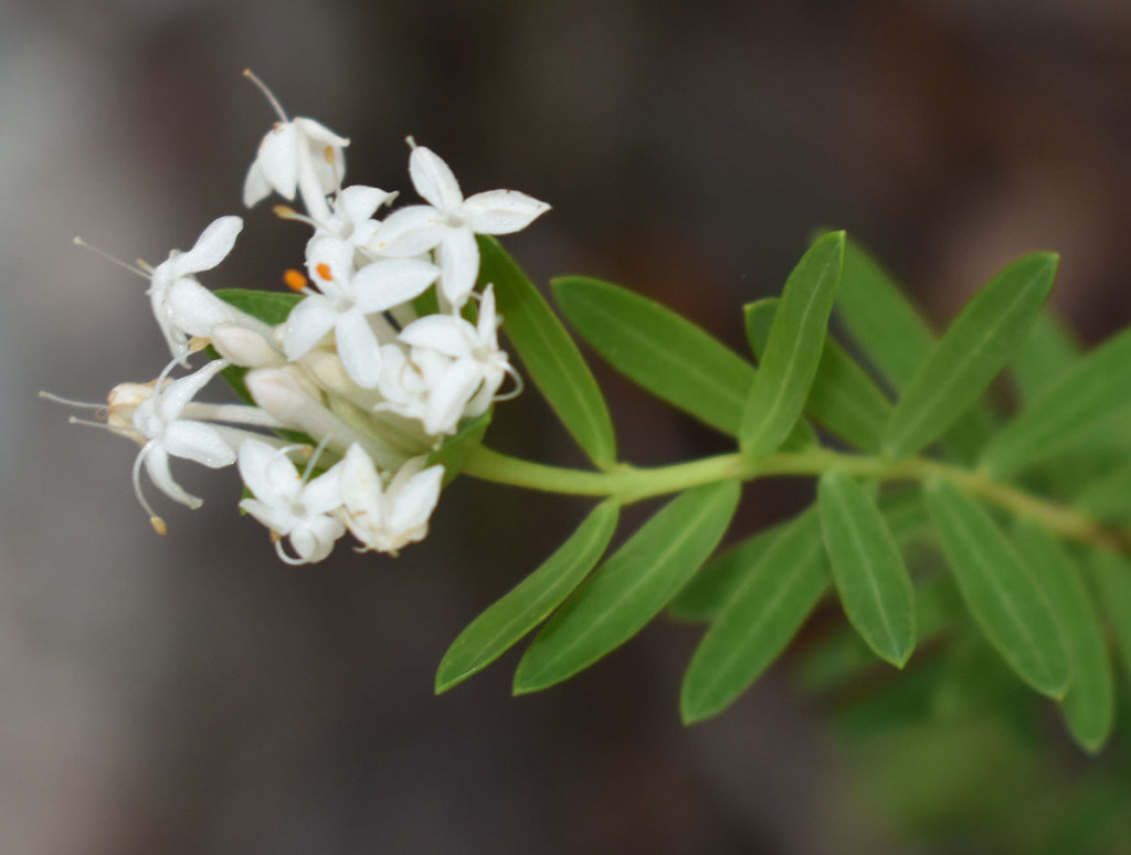 Pimelea linifolia ssp linifolia, near Ravenshoe, QLD, 20/12/23