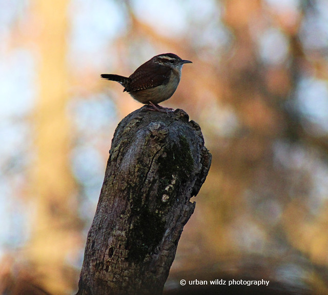 male carolina wren on a cold march morning