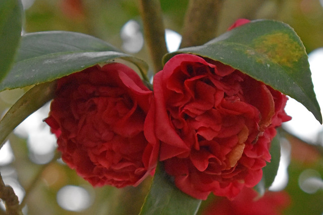 Red Camellia Blossoms.