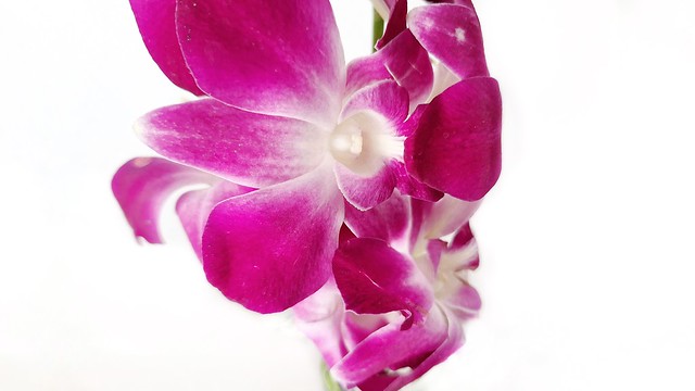 Dendrobium Viola