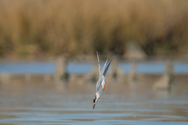 On Final (Forster's Tern)