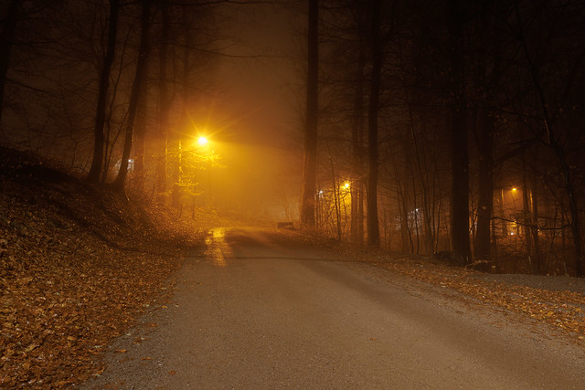 A foggy walk in the park