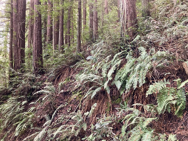 Ferns and Redwoods