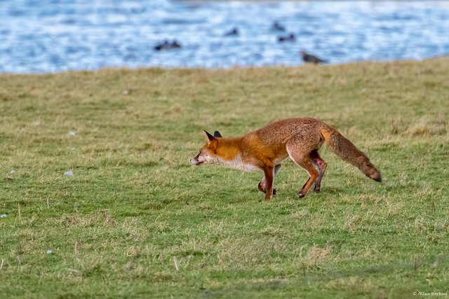European Red Fox (Vulpes vulpes crucigera)