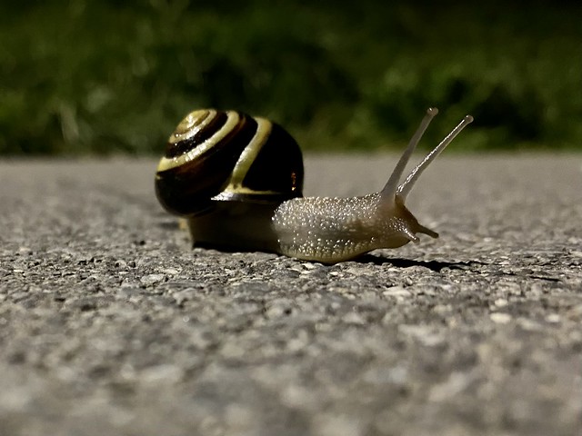snail crossing the road Schnecke