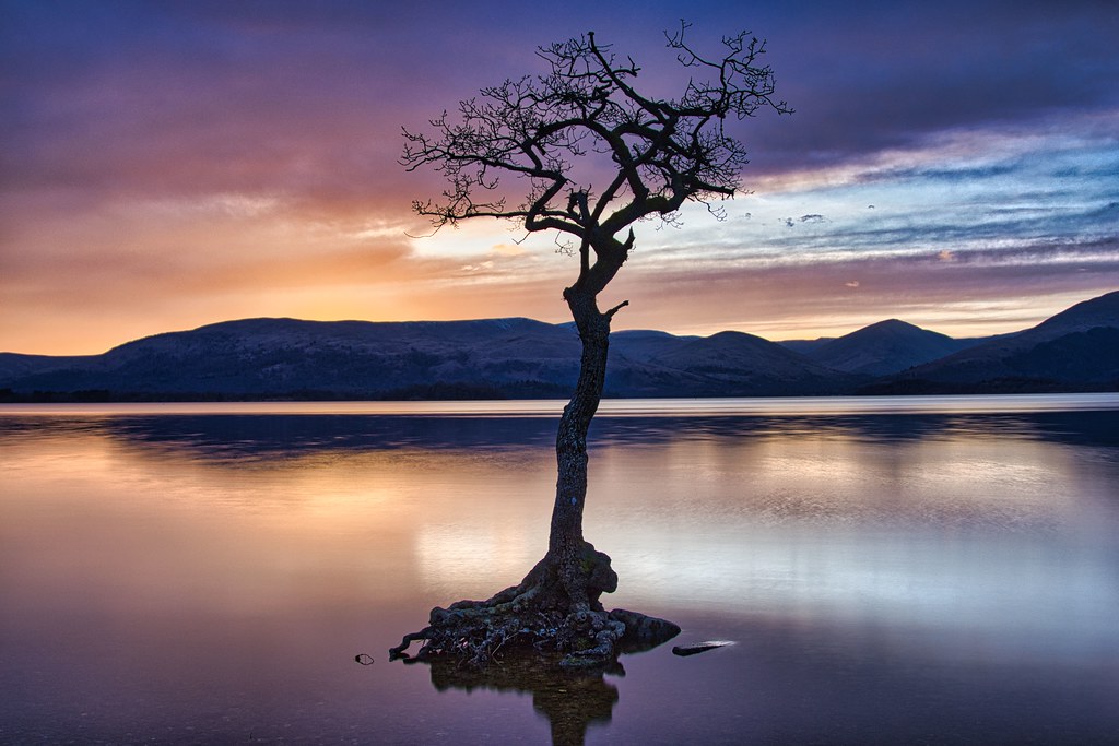 The Lone tree of Milarrochy Bay.  Loch Lomond.  Scotland.