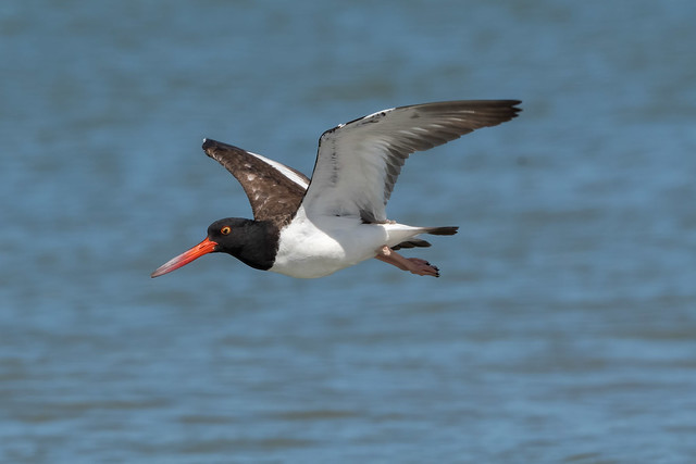 American Oystercatcher