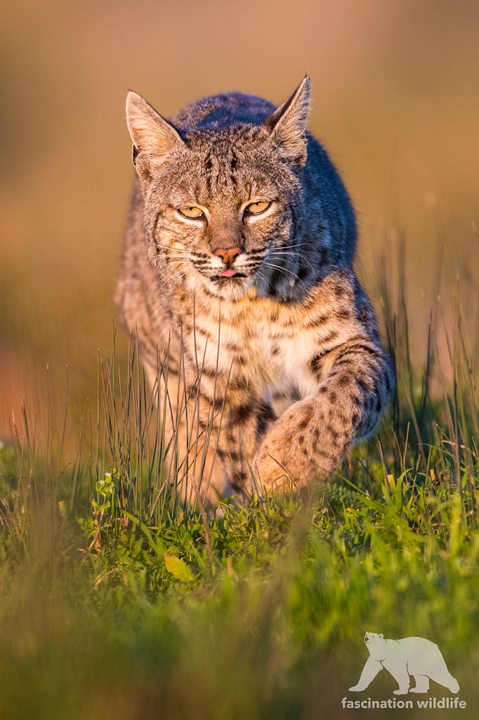 Bobcat | Bobcat at sunset, Northern California | Mario Nonaka | Flickr