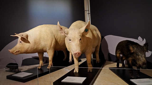 Schweine im Museum