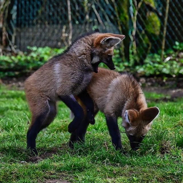 Maned wolf puppies