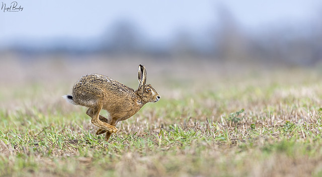 BROWN HARE 4