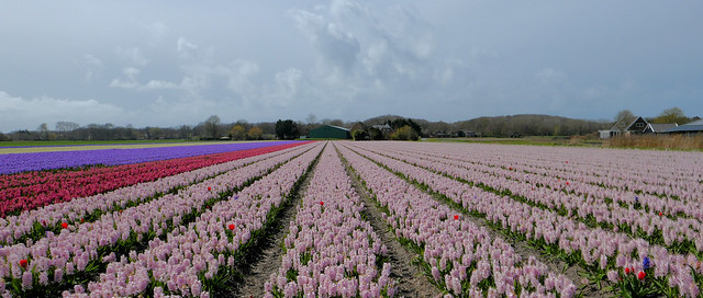 Bulb field with hyacinths last year